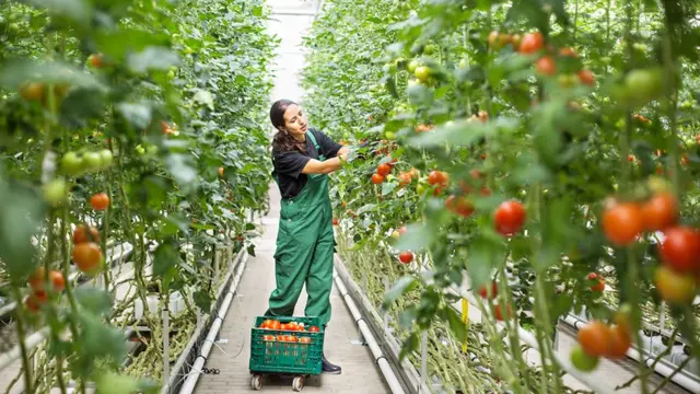 Cultivación en invernadero