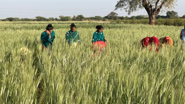 ભાલિયા ઘઉં, ગુજરાતમાં ખેતી, ઘઉંની ખેતી, બીબીસી ગુજરાતી, ભાલ પંથક, અમદાવાદ, સુરેન્દ્રનગર, ભારતમાં ખેતી, શિયાળું પાક