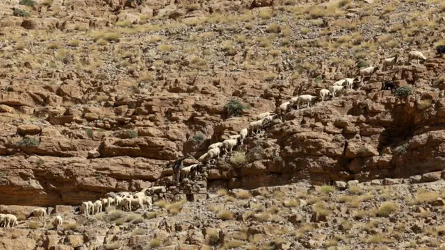 Jerin gwanon tumaki su na hawa kan tsaunin Aït Attou Moussa da ke yankin Tinghir na ƙasar Morocco. An ɗauki hoton ne a ranar Asabar 30 ga watan Ogustan 2025.