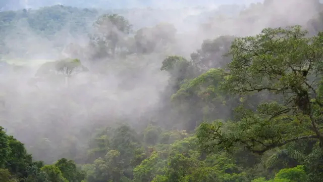 صورة لأشجار في غابة في كوستاريكا