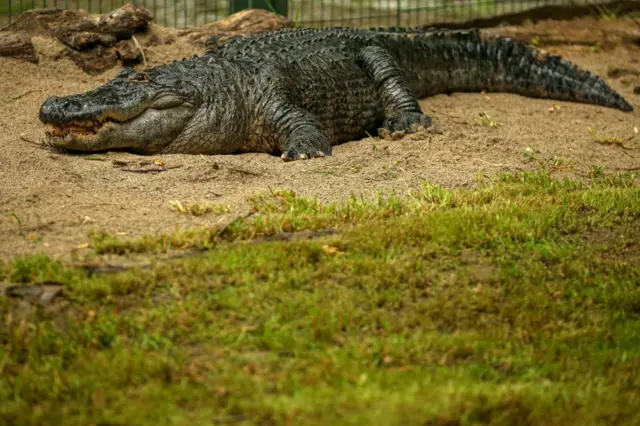 મગરમચ્છ, પશુઅધિકાર, એડમ બ્રિટન, યૌનહિંસા, બીબીસી ગુજરાતી