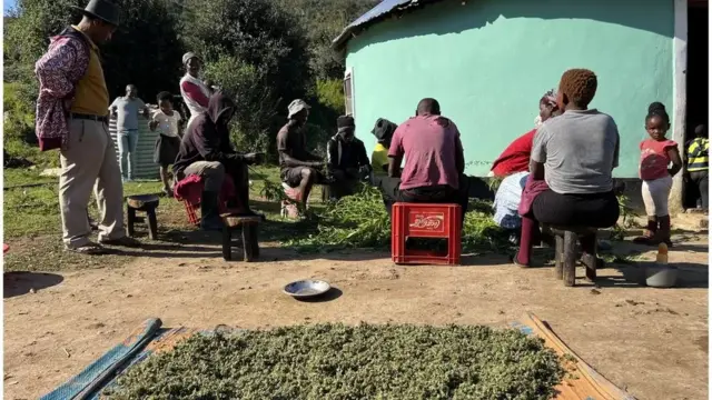 Wakulima wa bangi Afrika Kusini