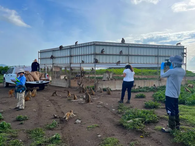 Un segundo comedero de Cayo Santiago. Los investigadores aprovechan la hora de comer de los monos para hacer un censo de la población.