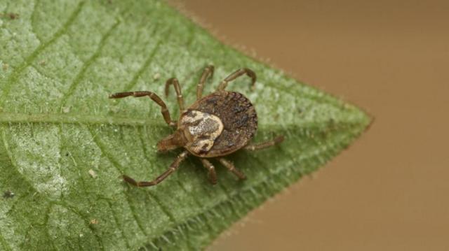 Carrapatocomo apostar nos jogos de futebolfolha
