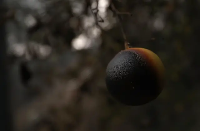 ۱۷ آذر. پرتقال نیم سوخته آویزان از شاخه درخت در نزدیکی اوجای