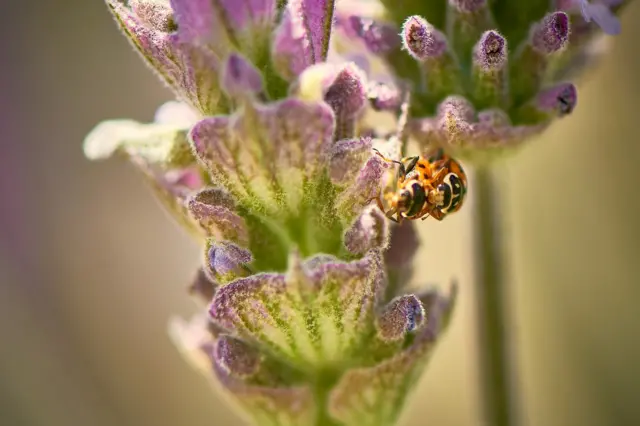 Dos insectos en una planta de lavanda