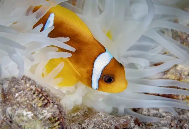 A clownfish hides among white anemones. 