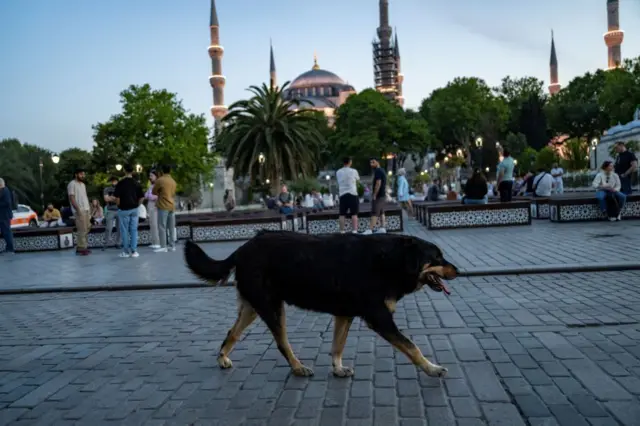 sokak köpeği 