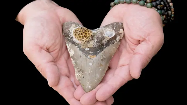 El tamaño de los dientes del tiburón ha generado cierta confusión sobre el tamaño que podría alcanzar esta especie extinta hace mucho tiempo.