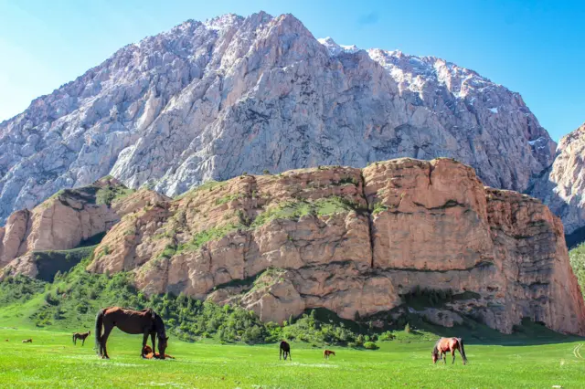 Тоолор, жылкы оттоп жүрөт