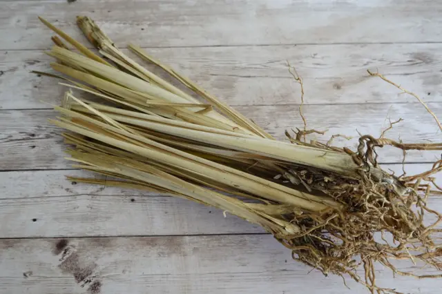 la racine de vétiver possède de nombreuses propriétés, surtout pour les femmes 