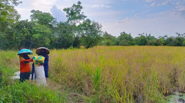Petani di Desa Tajepan, Kalimantan Tengah