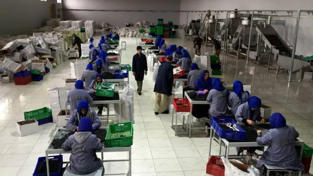 کارخانه میوه خشک