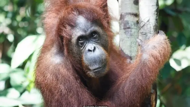 प्रजनन, नर-मादा संबंध