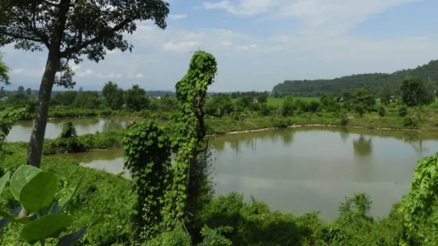 निगमले चितवनको लोथरमा किनेको जग्गा