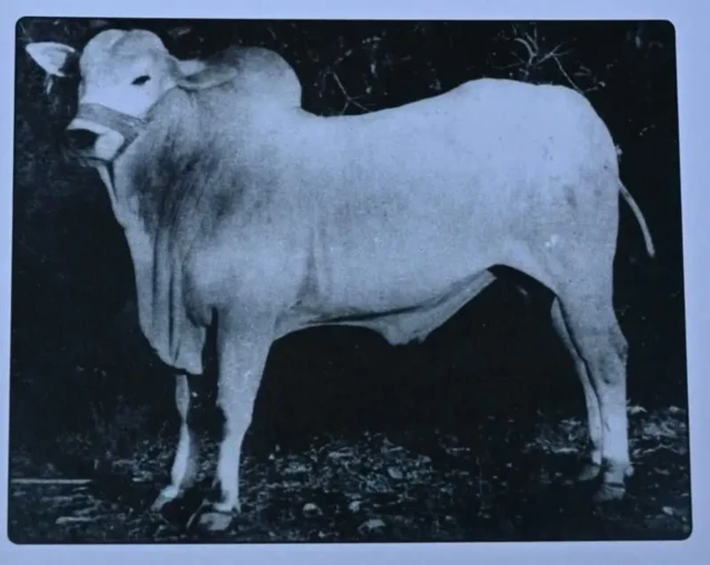 1962 میں ٹیکو نامی شخص نے 60 ہزار روپے میں ایک بیل خریدا اور برازیل لے گیا۔
