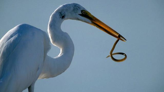 В Даугавпилсе замечена желтая цапля