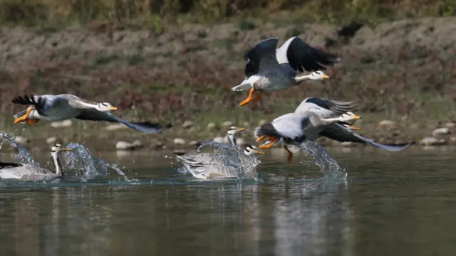 जलपक्षी