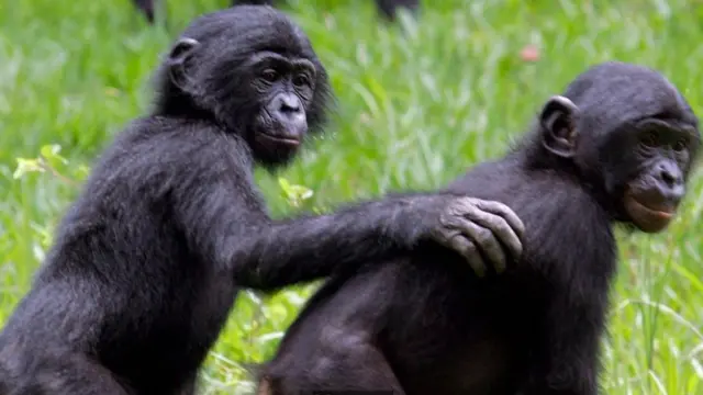 Macacos bonobos