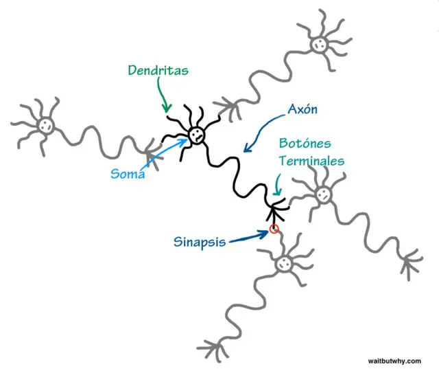 Neuronas, de Tim Urban de Wait but Why.