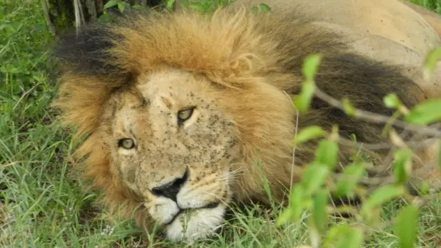 સિંહની તસવીર