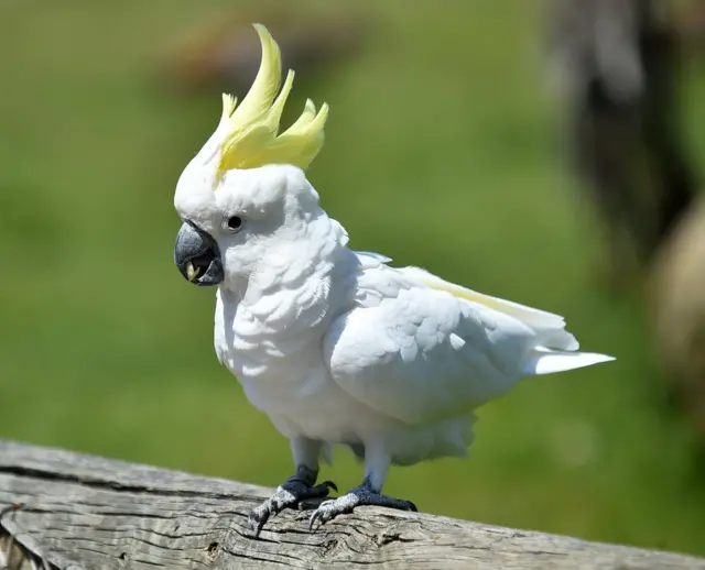 हांगकांग के पीली कलंगी वाले तोते