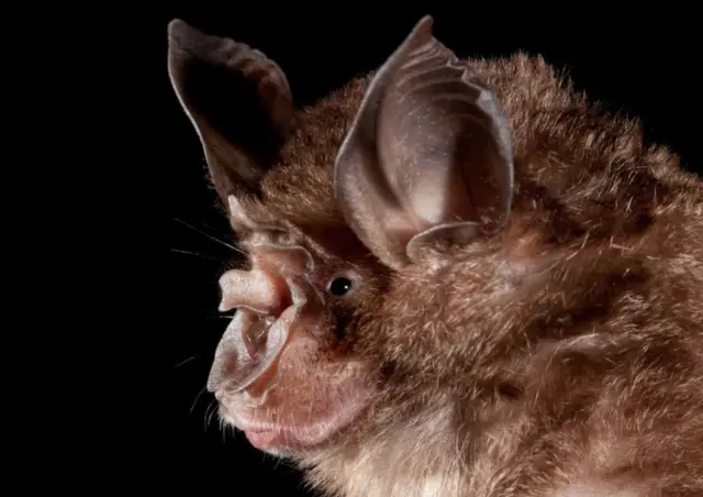 گمان میرود که منشاء این ویروس حیوانات وحشی باشد – به احتمال خیلی زیاد خفاش