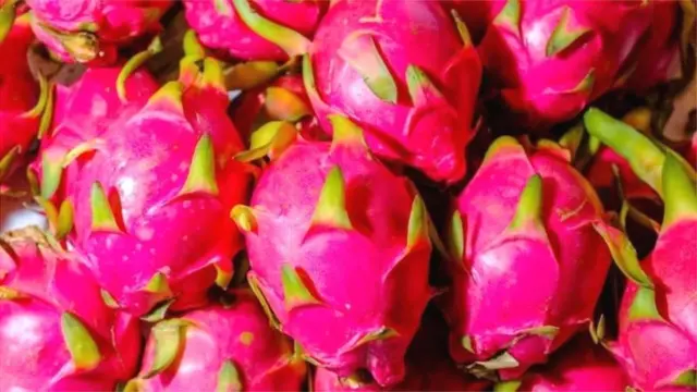 డ్రాగన్ ఫ్రూట్.. కమలం