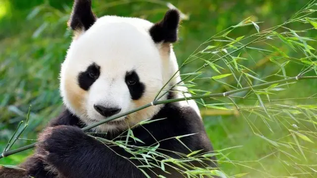 Con Gấu Số Mấy: Giải Mã Ý Nghĩa và Những Điều Thú Vị Xung Quanh