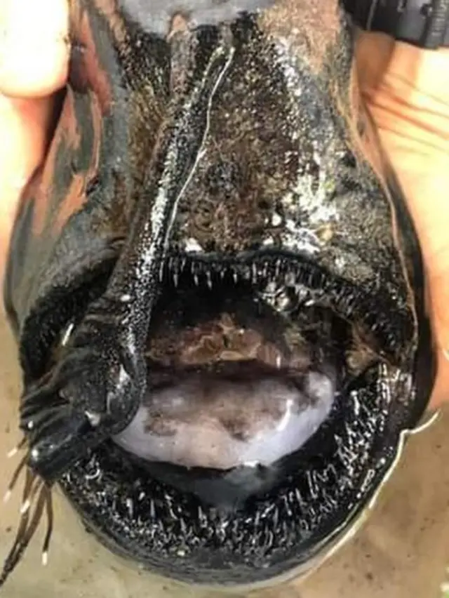 عکس لاشه ماهی انجل پیدا شده