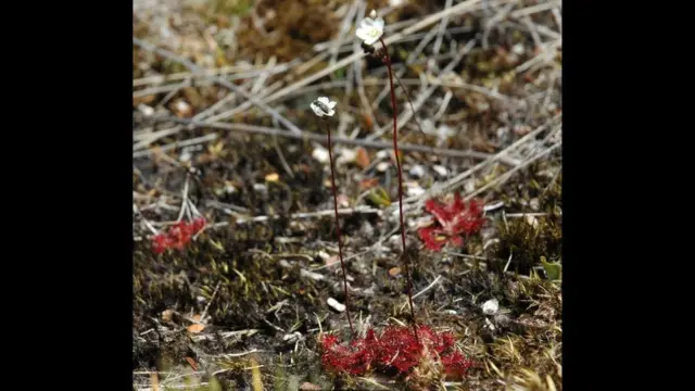 النباتات آكلة الحشرات