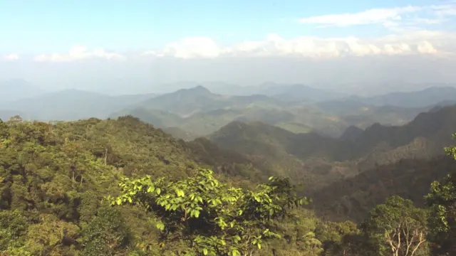 جنگل های کلمبیا