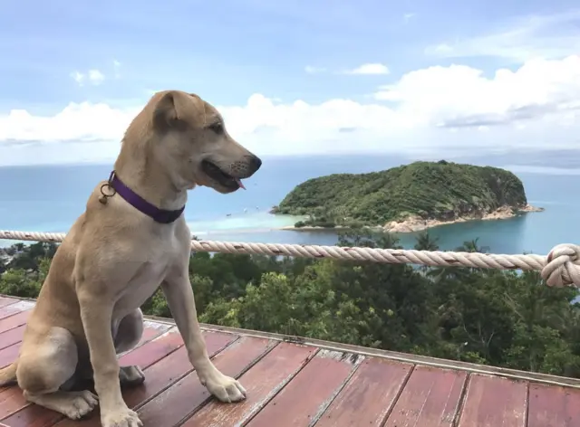 Когда весь мир у твоих ног... или лап...