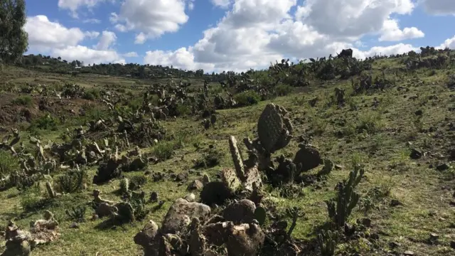 በለስ ከይባድም ይስጋእ