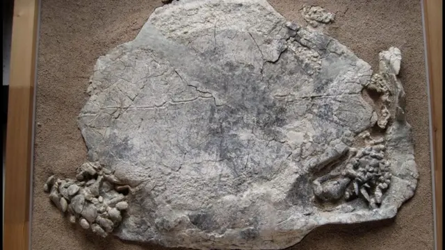 Черепахи вида Titanochelon когда-то обитали в континентальной Европе