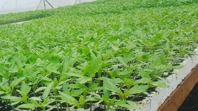 Une culture de tomates sous serre.