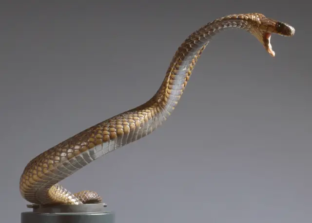 Египетская кобра