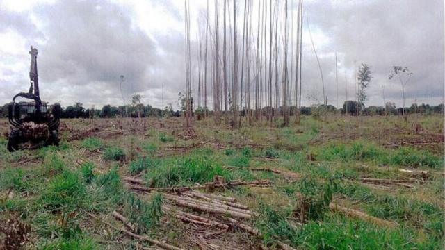 trator e eucaliptos cortados no sul da Bahia