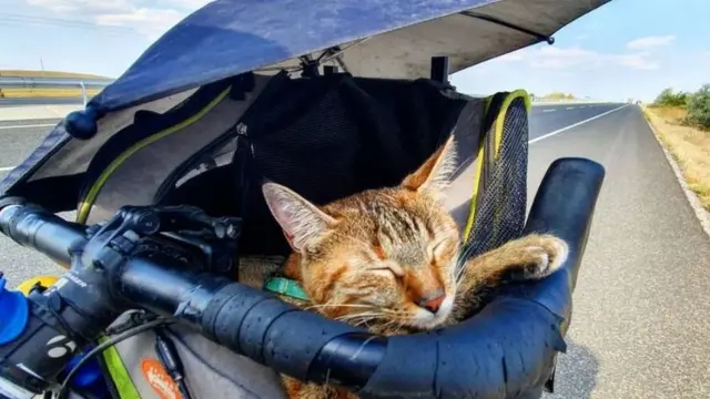 Кошка Нала