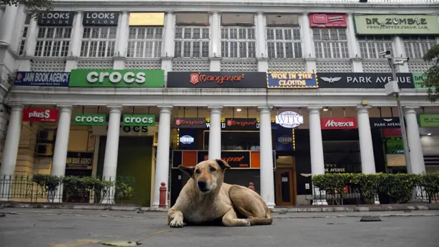 ਆਵਾਰਾ ਕੁੱਤੇ