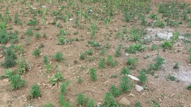 गाँजाको बोट