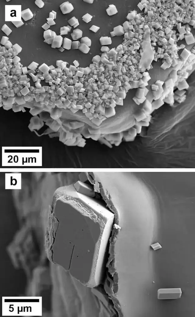 Imagens em alta resolução de microscopia eletrônica de (a) o canto de uma partícula de glitter, onde rachaduras e imperfeições na superfície promoveram a formação de cristais de calcita, e (b) um mineral chamado calcita começando a se soltar e a desestabilizar a estrutura em camadas do microplástico.