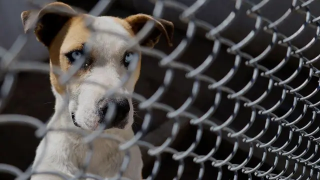 వీధి కుక్కలు