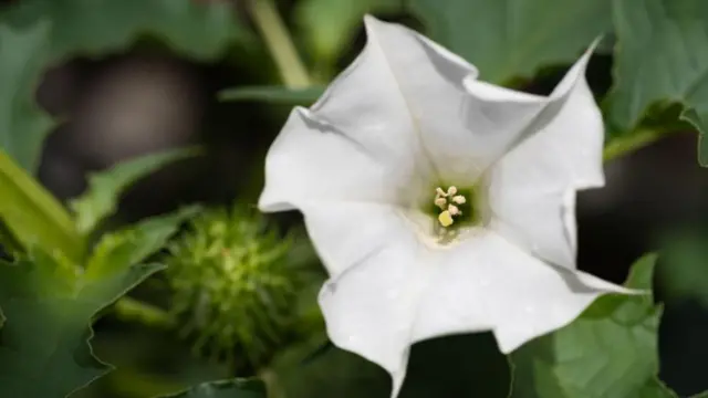 ఉమ్మెత్త పువ్వు 