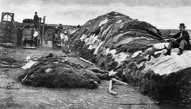 Un hombre sentado sobre cientos de pieles de bisonte en una foto del siglo XIX.