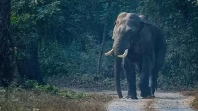 ఏనుగులు, వైల్డ్ లైఫ్, ఆంధ్రప్రదేశ్