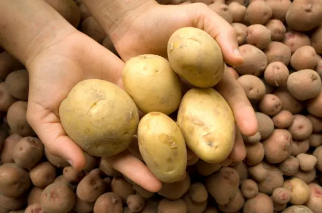 બીબીસી ગુજરાતી, ગુજરાતી, બટાટા, ખેતી, ટામેટા, સંશોધન, વિજ્ઞાન, 