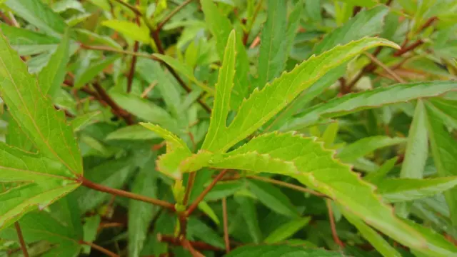 রোজেলা পতা