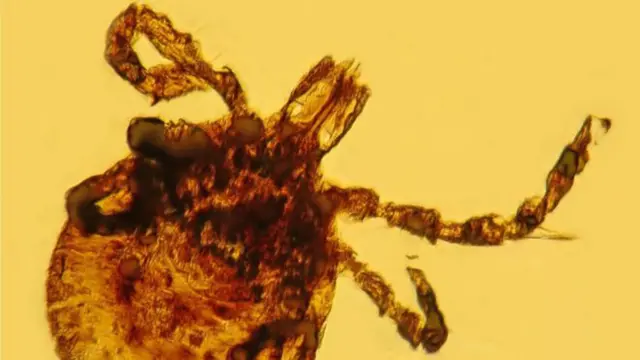 La garrapata prehistórica que halló Poinar