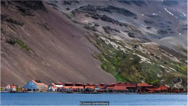 इंसानी बस्ती से 1400KM दूर व्हेलों का जहान